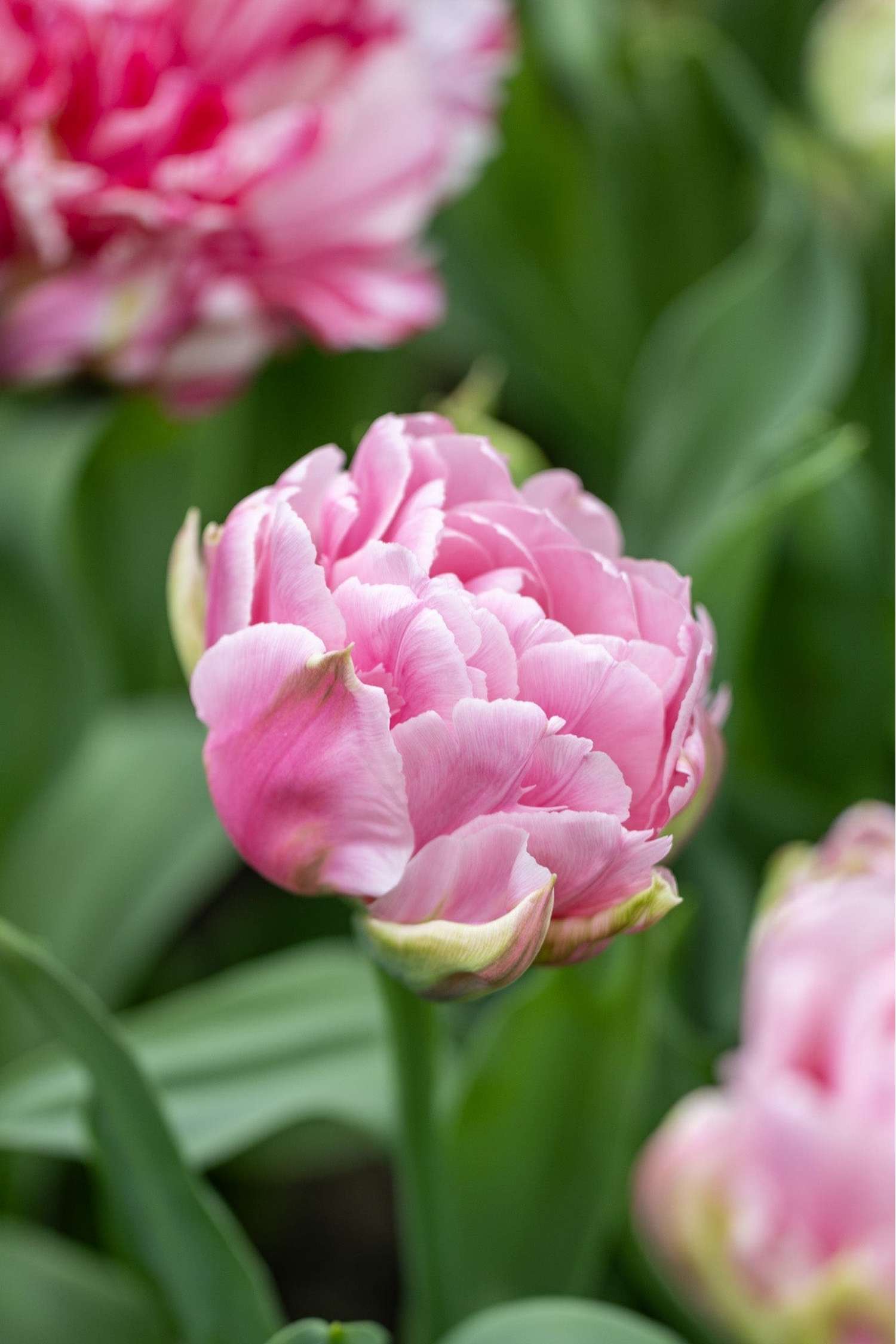 Tulppaani 'Amorosa'